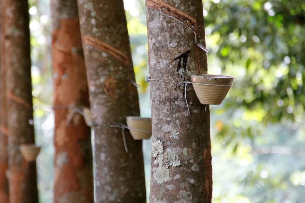 Rubber plantation with latex tapping on trees