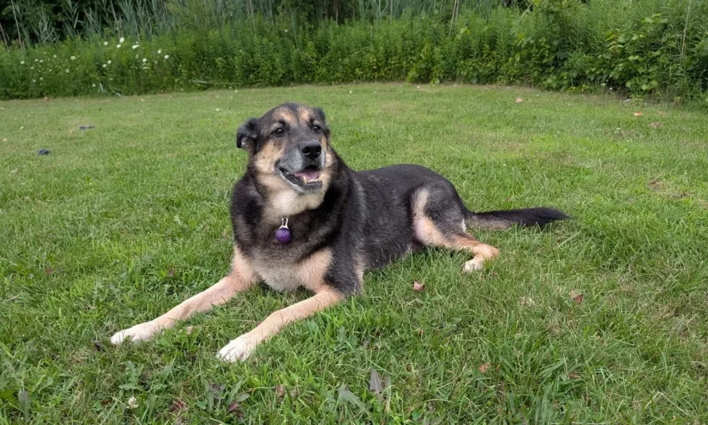Close-up of a dog's face looking directly at the camera