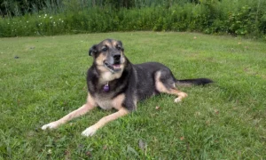Close-up of a dog's face looking directly at the camera